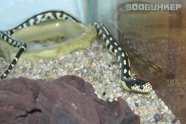 Королевская банановая змея