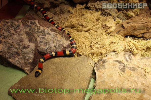 Молочная змея кэмпбелла (Lampropeltis triangulum campbelli)