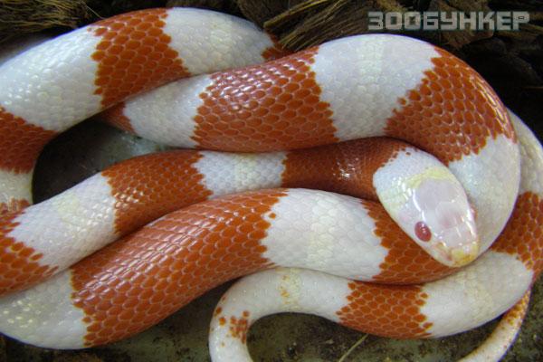 Молочная змея Нельсона (albino)