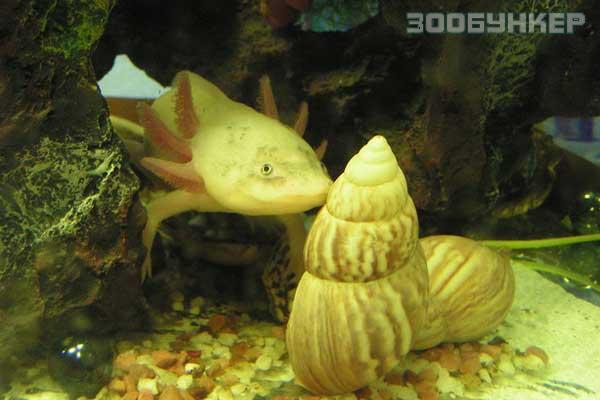 Аксолотль (Axolotl)