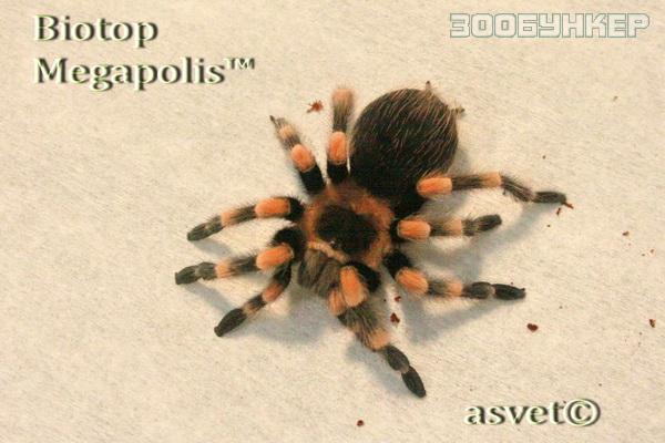 В продажу поступили пауки и скорпионы